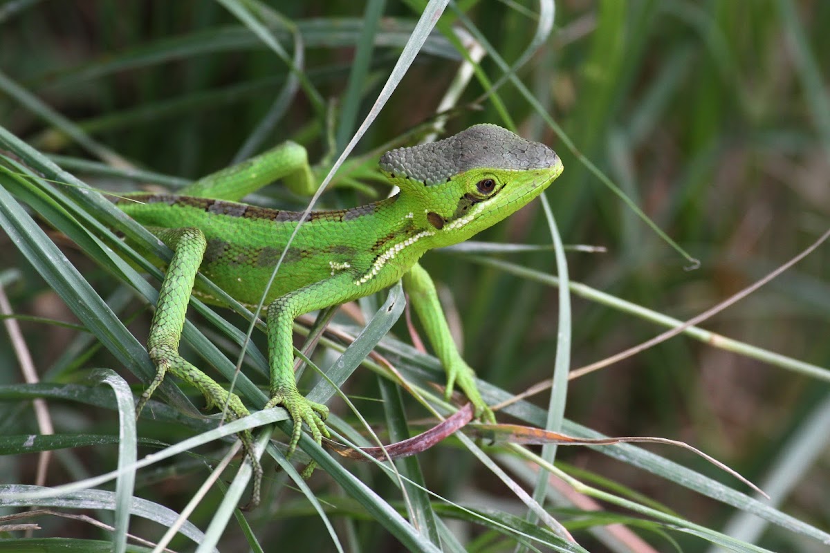 Serrated Casquehead Iguana