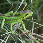 Serrated Casquehead Iguana