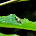 Morningside hourglass frog