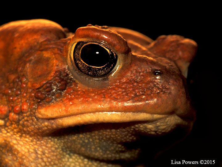 American toad