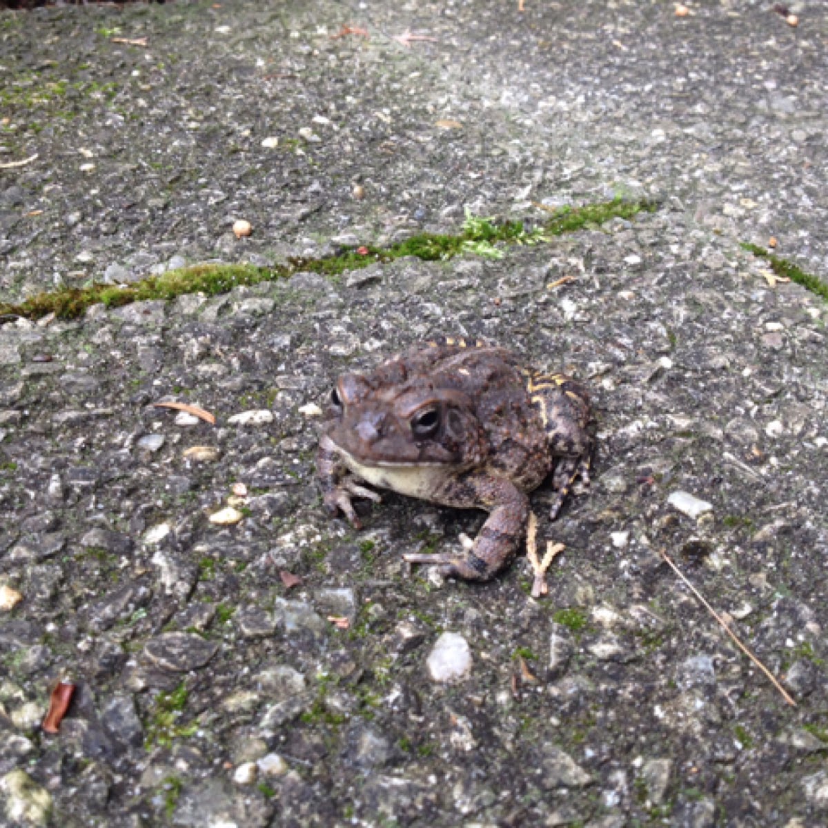 American toad