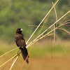 Marsh widowbird