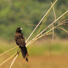 Marsh widowbird