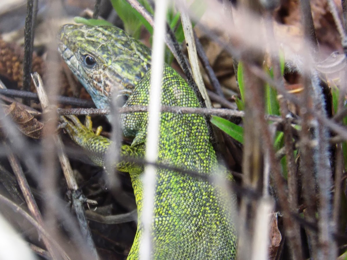 European Green Lizard