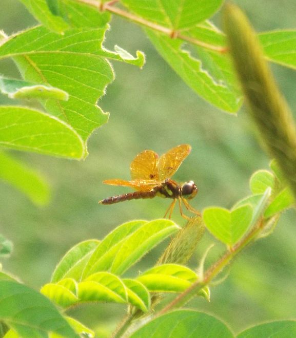 Eastern Amberwing