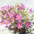 Gypsum Centaury