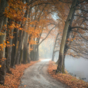 Forest along the lake