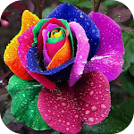 Exotic Flowers Apk