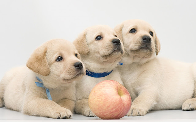 Labrador Tema y Nueva pestaña