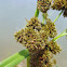 Pale Bulrush