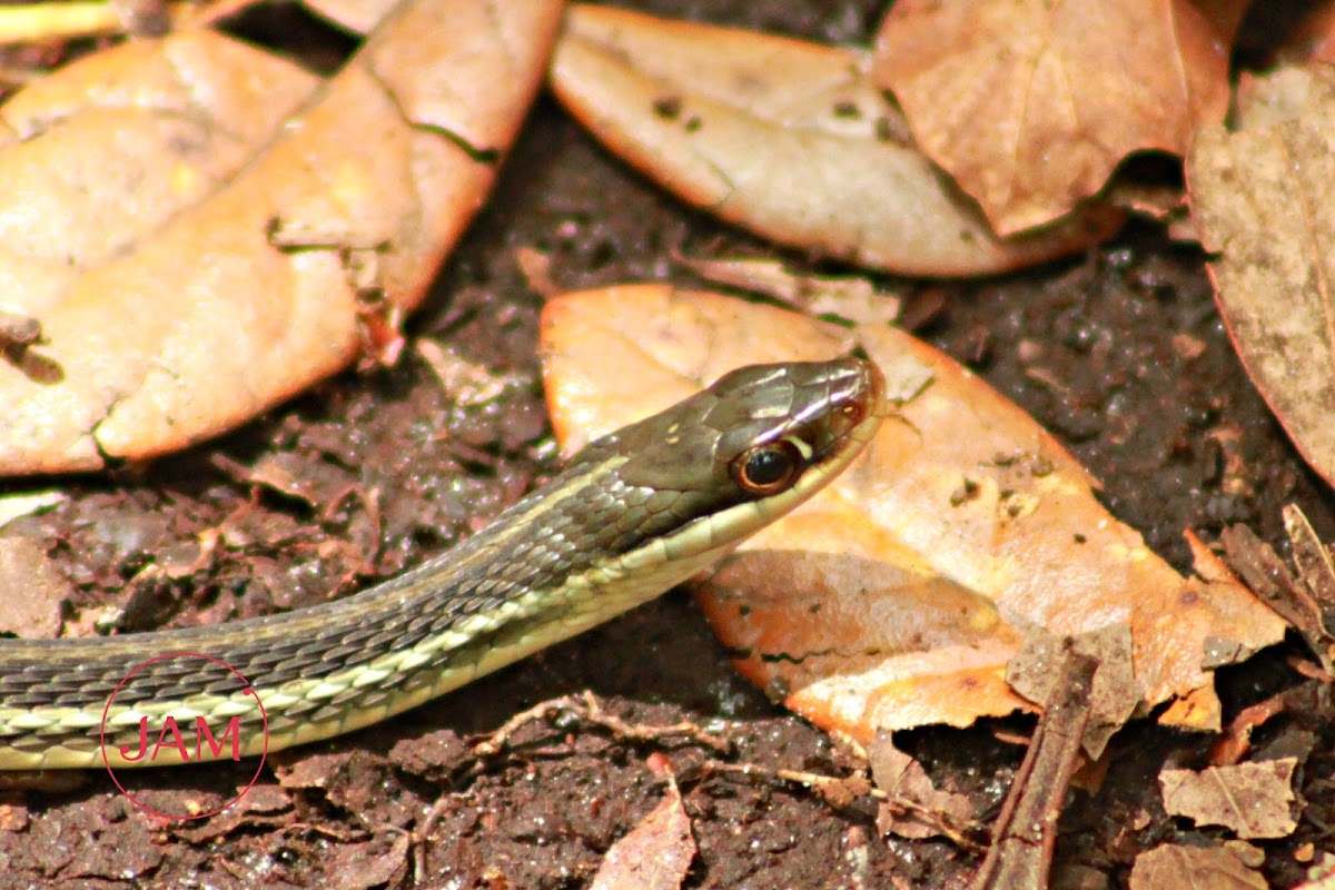 Florida Peninsula Ribbon Snake