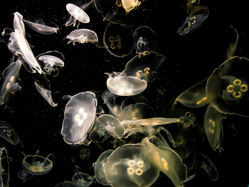 Jellyfish di utente cancellato