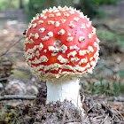 Fly agaric