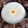 Inkcap