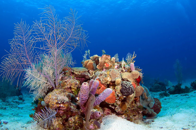 The spectacular coral reefs of Roatan, Honduras, make up the second largest barrier reef in the world.