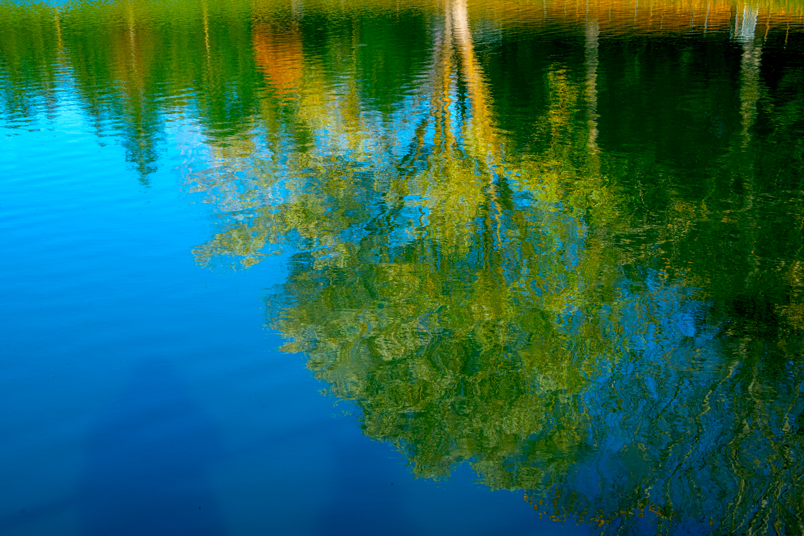 albero riflesso 