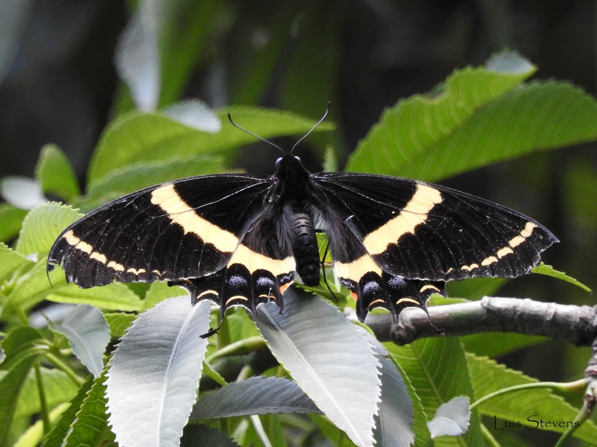 Magnificent Swallowtail