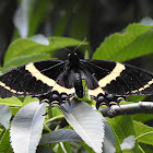 Magnificent Swallowtail