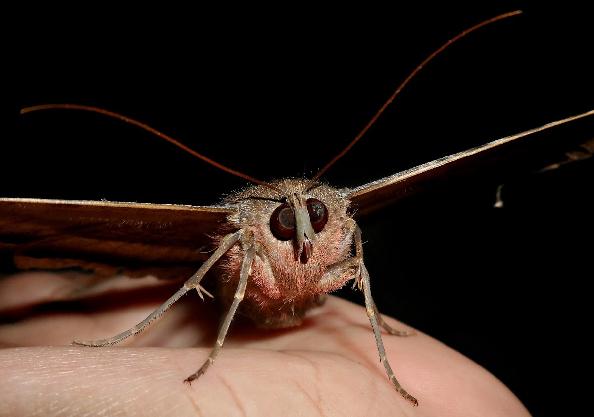 Black witch moth