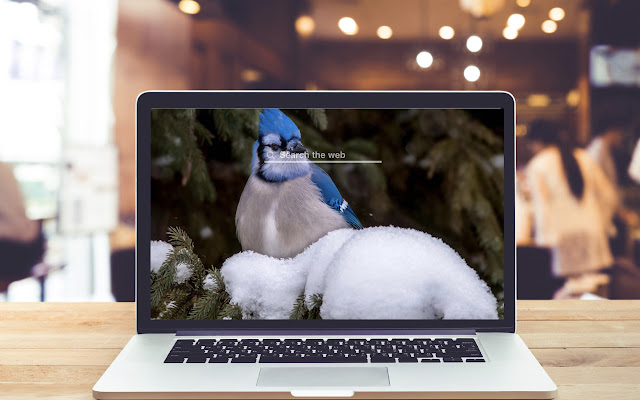 Bluejay HD Wallpapers Bird Theme