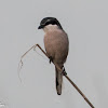 Southern Grey Shrike; Alcaudón Real