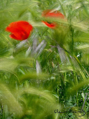 les coquelicots (i papaveri) di mousix