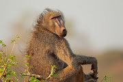 Baboon troops in the Western Cape are often in the middle of the debate about how best to manage wildlife in an urban setting. Stock photo.