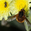 Bee-fly; Mosca Abeja