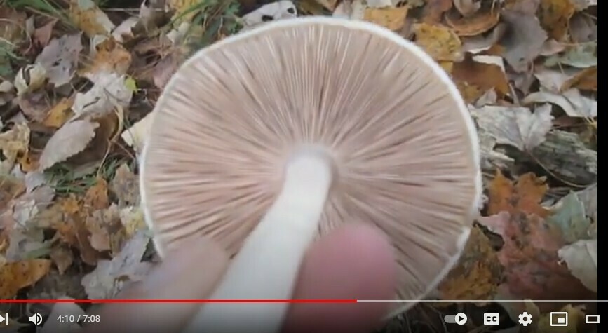 Deer Mushroom