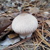 Gem-studded Puffball