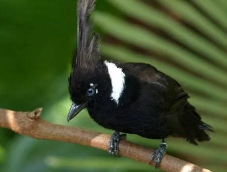 Masteran Burung Terlengkap