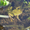 Pacific Tree Frog