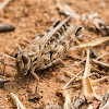 Egyptian Grasshopper