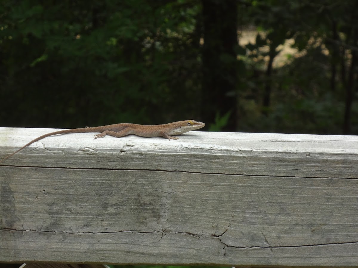 Carolina Anole