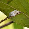 Olive Shootworm Moth