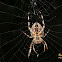 European garden spider