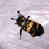 Tomentose Burying Beetle