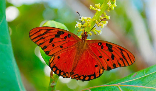 Butterfly-Dominican-Republic - A butterfly spotted in the Dominican Republic. 