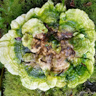 Polypore mushroom