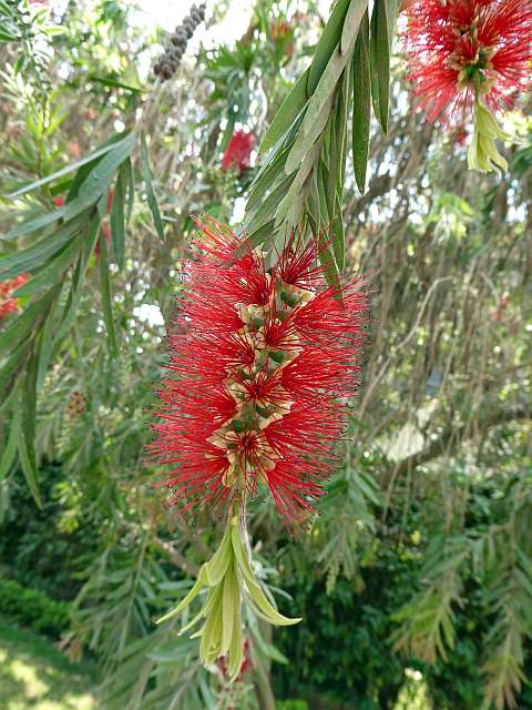 Bottlebrush