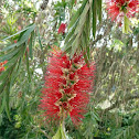 Bottlebrush