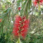 Bottlebrush