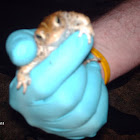 Natterjack Toad