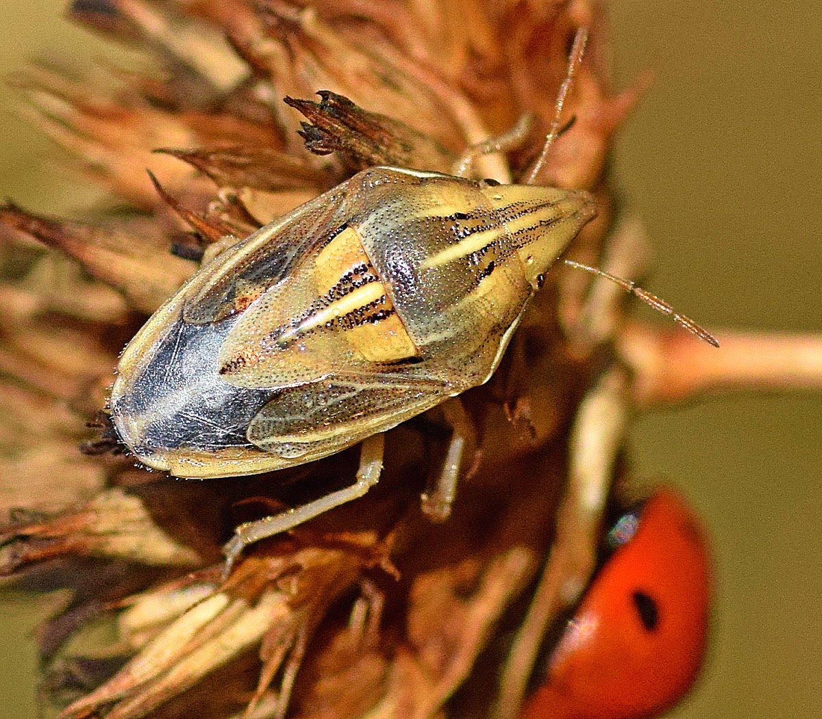 Wheat Stink Bug