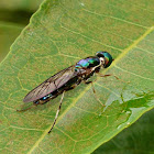 Green Soldier fly