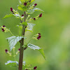 Scrophularia peregrina