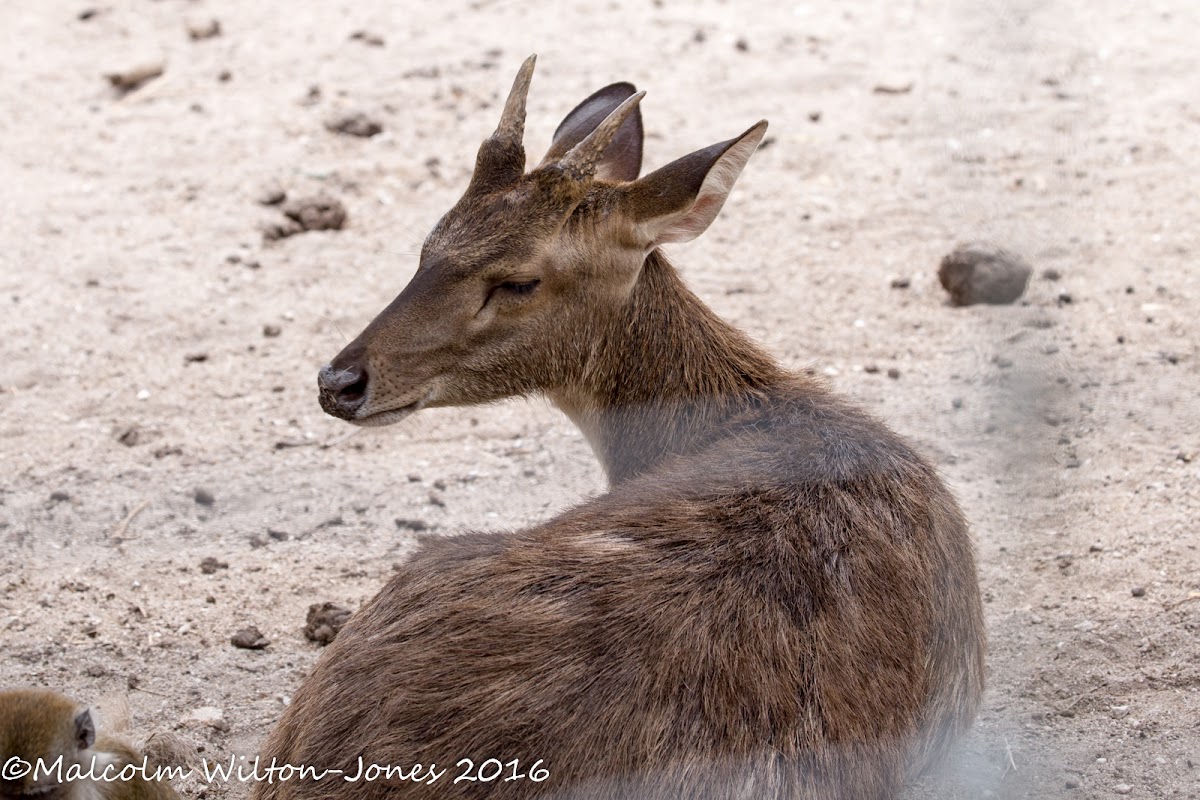 Muntjac