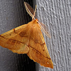 Feathered Thorn