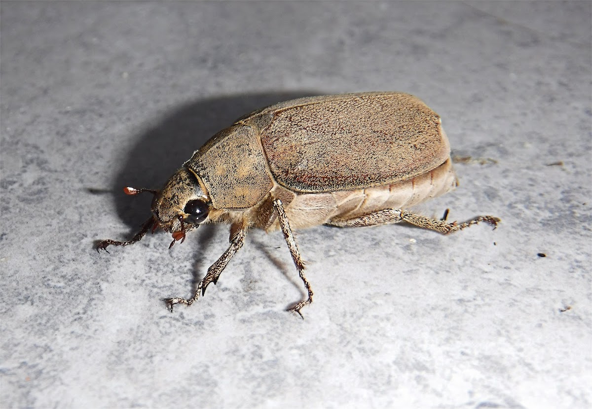 June Beetle