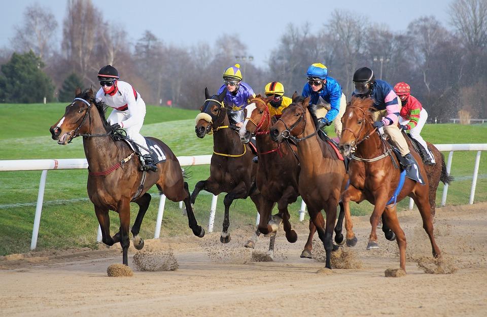 Race Track, Horse, Jockey, Race, Whole Blood, Horses